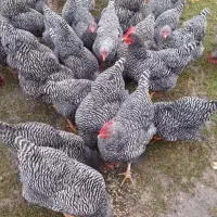 تخم آمروک وپلیموت با نطفه