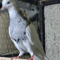 کبوترطوقی|پرنده|چابهار, |دیوار