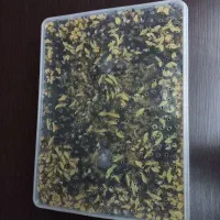 حلزون|خزنده|سنندج, |دیوار