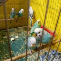 شش عدد مرغ عشق سالم|پرنده|ابهر, |دیوار