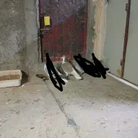 کبوتر پرشی|پرنده|نیشابور, شهید بهشتی|دیوار