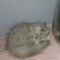 گربه|گربه|رامسر, |دیوار