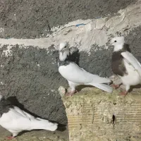 طوقی عالی|پرنده|رباط‌کریم, شترخوار|دیوار