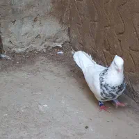 طوقی هفت رنگ و سوسکی|پرنده|گنبد کاووس, |دیوار