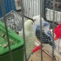 جفت مرغ عشق خاص|پرنده|نقده, |دیوار