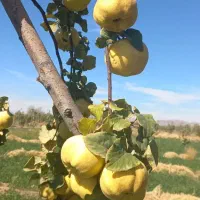 فروش یا معاوضه ملک کشاورزی|فروش زمین و ملک کلنگی|نگار, |دیوار
