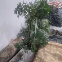 به دلیل.جابه جایی وکمبودجا چندمدل گل بزرگ کوچک|گل و گیاه طبیعی|تربت‌حیدریه, شهرک ولیعصر|دیوار