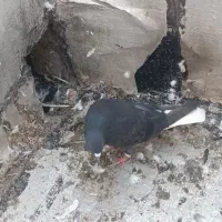 یک زاغ دم‌سفید پاک نر و ساده سیاه|پرنده|گالیکش, |دیوار