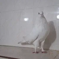 کفتر کاشانی سفید مهر