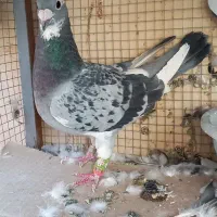 کفتر