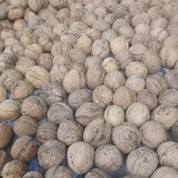 گردوی درشت وپرچرب لواسون بامغزه خوب