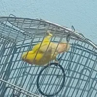 طوطی کوتوله ماده