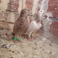 یک جفت سار