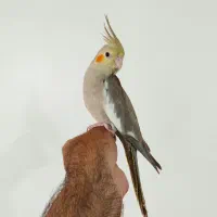 عروس هلندی ماده و انواع مرغ عشق|پرنده|تبریز, |دیوار