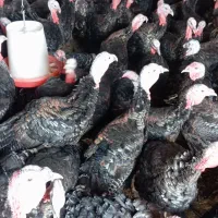 بوقلمون نر|حیوانات مزرعه|هریس, |دیوار