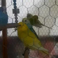 مرغ عشق های رنگابارنگ