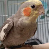 عروس هلندی نر نژاد سینامون ۸ ماهه|پرنده|تاکستان, |دیوار