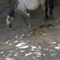 اسب