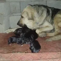 پژدر|سگ|شاهرود, |دیوار