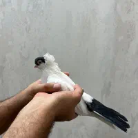 کفتر هملت|پرنده|یزد, |دیوار