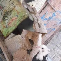 کبوتر|پرنده|جم, |دیوار