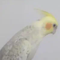 عروس هلندی پیدا شده