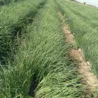 نهال پیاز مینروا|گل و گیاه طبیعی|عنبرآباد, |دیوار