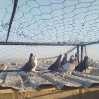 کبوتر پرشی|پرنده|شیراز, کوشک میدان|دیوار