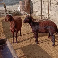 بره ماده کاور افشاری میش|حیوانات مزرعه|مشهد, ارشاد|دیوار
