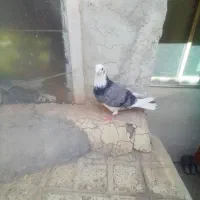 کبوتر|پرنده|محمدشهر, جعفرآباد|دیوار