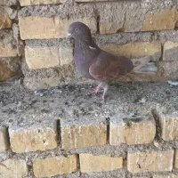 ماده کفتر سرخ|پرنده|زارچ, |دیوار