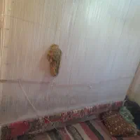 فرش قالی معاوضه با گوسفند بز