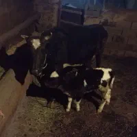 گاوه گوساله