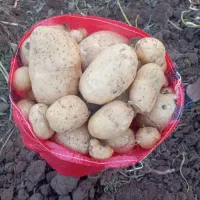 سرکارگر کشاورزی کارگر نیاز مندم|استخدام صنعتی، فنی، مهندسی|کرمانشاه, |دیوار