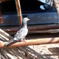 کبوتر پاکستانی ساعت بالا