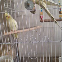 دو عدد عروس هلندی کاملا سالم