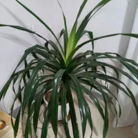 گل پاندانوس بزرگ