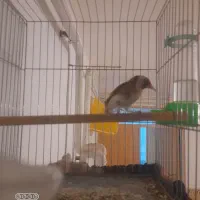 سهره و قناری بخوان