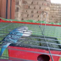 مرغ عشق نزدیک تخم|پرنده|ایرانشهر, |دیوار