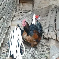 خروس|حیوانات مزرعه|مرودشت, شهرک مهدیه|دیوار