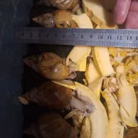 حلزون آماده تخم + مشاوره رایگان|حیوانات مزرعه|قم, زنبیل آباد|دیوار