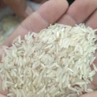 برنج‌فجر‌سوزنی‌قلم‌ریر