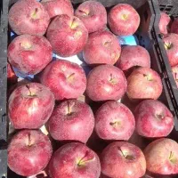 قرمز سیب استخوانی