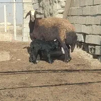 میش قزل درجه یک|حیوانات مزرعه|محمدبار, |دیوار