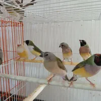 فنچ گلدین|پرنده|نیشابور, شهرک قدس|دیوار