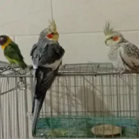 فروش عروس هلندی و کوتوله برزیلی|پرنده|لامرد, |دیوار