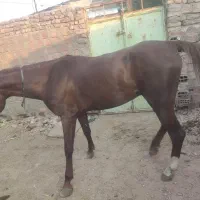 فروش اسب عرب به قیمت پیشنهادی شما