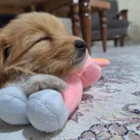 پودل کراس ۲ماهه|سگ|کرج, عظیمیه|دیوار