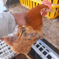 مرغ تخم گذار ۸ ماهه