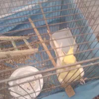 عروس هلندی|پرنده|کنگاور, |دیوار